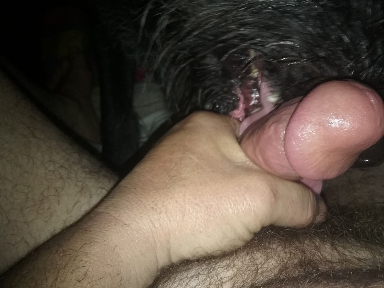 Licking human penis